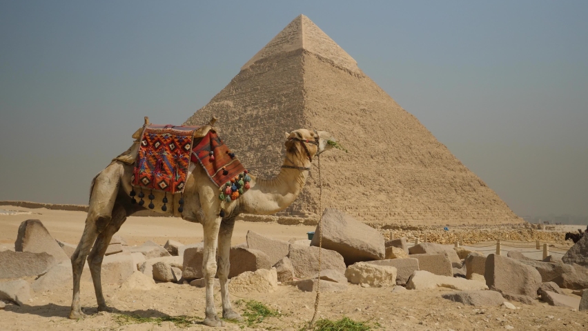 Camel standing in front of ancient pyramid in hot sunlight of the desert. Erosion and wear of historical architecture and popular tourist attraction of Cairo, Egypt. Royalty-Free Stock Footage #1059055658