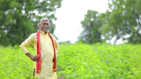 indian farmer standing at Pigeon pea field.