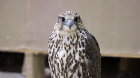 Large Falcon in Doha Qatar staring and turning its head prepping to fly