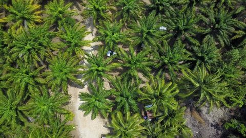 Tropical Lush, Top Down Drone Aerial View, Thick Palm Tree Forest, Exotic Jungle