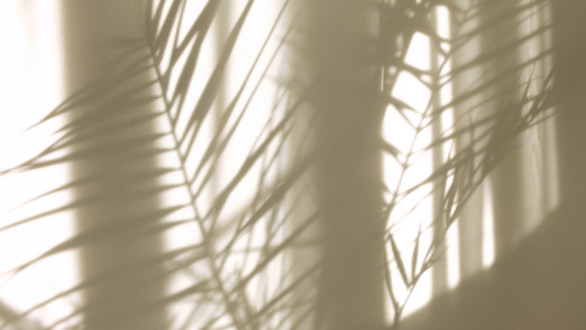 Morning sun lighting the room, shadow background overlays. Transparent shadow of tropical leaves. Abstract gray shadow background of natural leaves tree branch falling on white wall | Shutterstock HD Video #1059062456