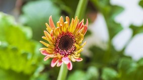 Timelapse of Gerbera flower during blossoming