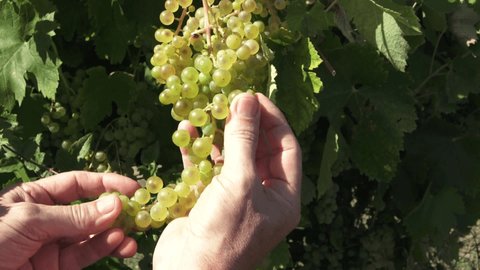 agriculture,bunch of white grapes, hand that takes the bunch and touches it,collection and inspection of bunches of grapes