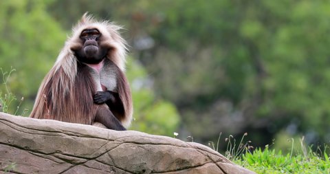Gelada, Theropithecus gelada, resting on rocks with tree background making funny faces.