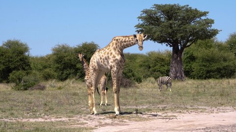 Mama giraffe and baby giraffe