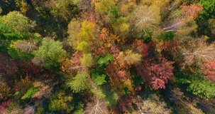 environmental disaster, sick autumn forest is dying. climate, ecology, security. preserve nature. Flying over autumn trees 4k RAW