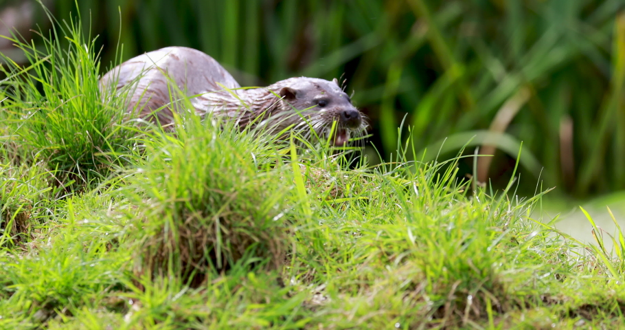 eurasian otter, Lutra lutra, close up shot of the otter eating on a river bank. Royalty-Free Stock Footage #1059071243