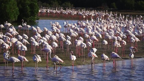 Ras Al Khor Wildlife Sanctuary, Dubai, United Arab Emirates - Beautiful Scenery Of Flamingoes In The Sanctuary On A Sunny Day - Closeup Shot