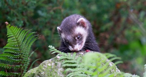 European polecat, mustela putorius, close up shots of polecat smelling and eating food on rocks and grass.