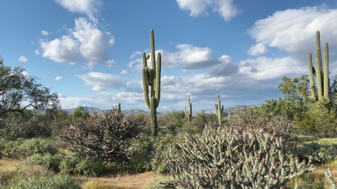 Beautiful desert landscape in spring with saguaro cactus and staghorn cholla catus. Southern Arizona, USA. Slider left to right. Panorama.