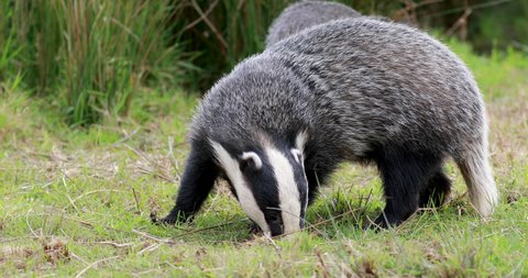 European Badgers, meles meles, close up to mid shots of badgers grazing and walking on grass with head detail.