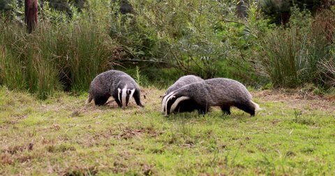 European Badgers, meles meles, wide animal level shots of badgers grazing and walking on grass with head and body detail.
