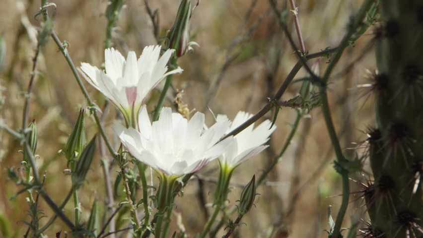 Close-up of white wildflowers blooming between cactus stems in the Southern Arizona desert. Static shot