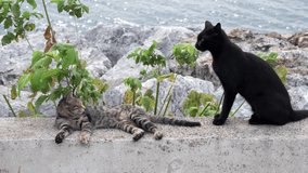 Young cats are in love on a wall near coast. A black cat is jumping on a tabby kitten and biting her.
