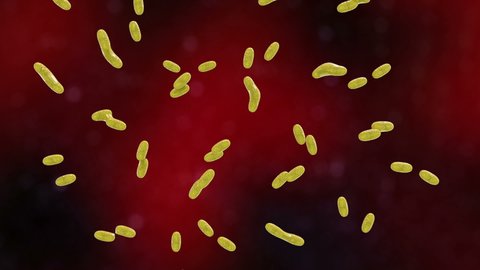 Multiplication of bacteria, 3D animation