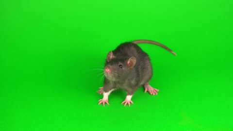 Gray rat on green screen background