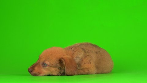 puppy dog small fluffy playing on a green background screen 4K video