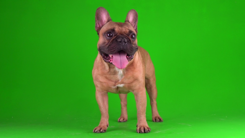 Dog french bulldog puppy on a green background screen 4K video chromakey. Royalty-Free Stock Footage #1059075482