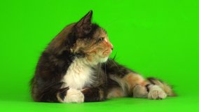 Cat kittens kitten playing fluffy on a green background 4K video screen.