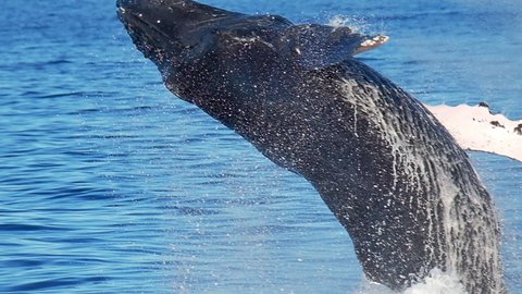 Humpback whale (Megaptera novaeangliae) breaches near Maui island. Shot in Hawaiian Islands Humpback Whale National Marine Sanctuary. Slow motion version