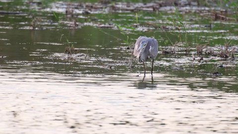 Grey Heron ardea cinerea, hunting and caught a fish