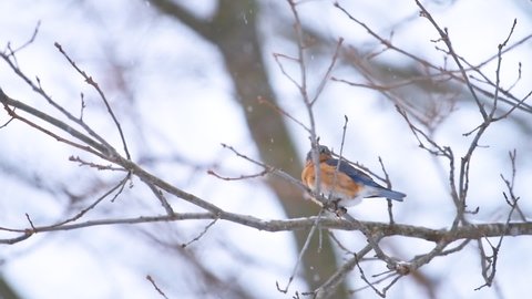 Blue bluebird single bird perched on oak tree during winter snow in Virginia with vibrant color in slow motion
