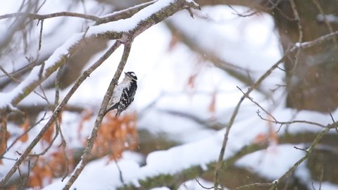 Virginia winter season and downy woodpecker female perched on tree branch during snowfall preening feathers in slow motion