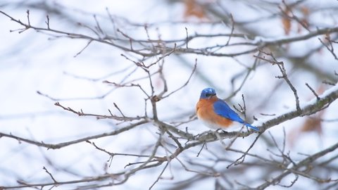 Blue bluebird single vibrant bird perched on oak tree during winter snow in Virginia with vibrant color in slow motion