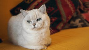 Close-up portrait of a cat. Calm sitting scottish straight cat in the house looks into the eyes. Pets Videos