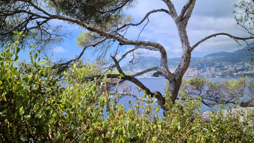 8K Coastal Landscape With The City Of Monaco And The Mediterranean Sea Behind A Pine Tree, French Riviera, Europe - 8K UHD (7680 x 4320)