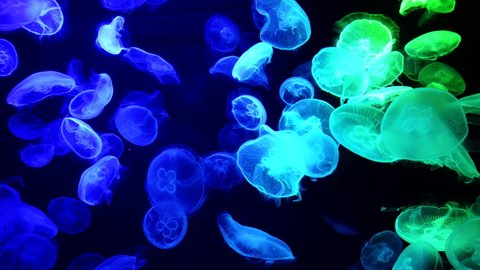 Jellyfish changes various colours under fluorescent illumination swimming in large oceanarium against black background closeup. Group of medusa.