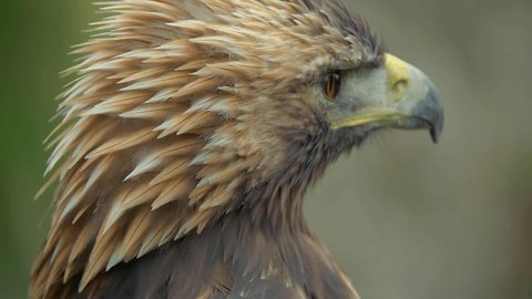 Berkut (lat. Aquila chrysaetos) is one of the most famous birds of prey of the hawk family, the largest eagle. It is distributed in the Northern hemisphere, where it lives mainly in the mountains 