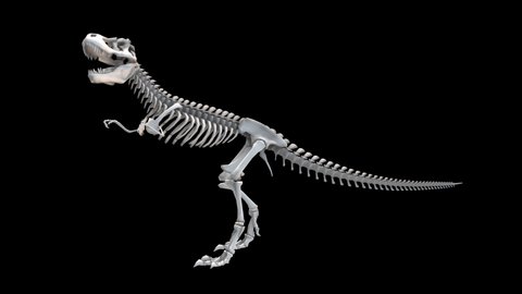3d dinosaur skeleton spinning. alpha channel.