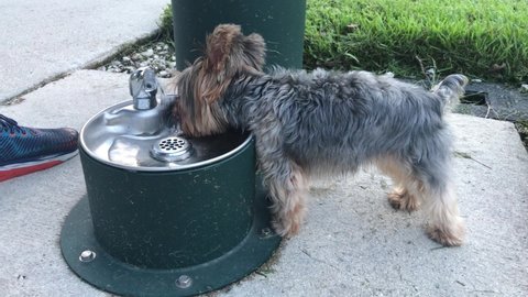 York drink waters from drinker for dogs, thirsty York, water pouring from drinker, outdoor drinker,