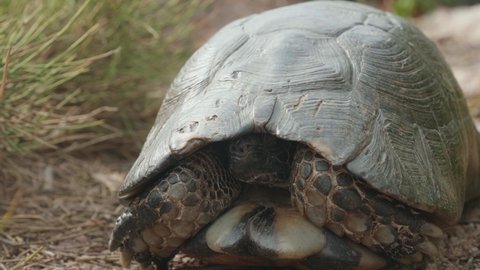 Land turtle slowly showing his head. Head turtle, turtle shell. Tortoise animal. Old turtle. 4K
