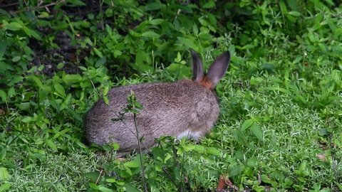 Disturbed European rabbit (Oryctolagus cuniculus) stops eating and runs away in underbrush of forest