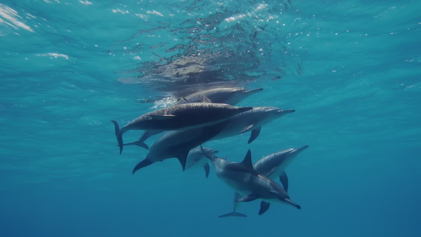 Wildlife nature. Group of dolphins playing in the blue water of Red sea. Underwater shot of wild dolphin taking breath. Aquatic marine animals in their natural habitat. Closeup of friendly bottlenose. Royalty-Free Stock Footage #1059092924