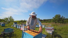Honey cell with bees in a sunny day. Apiculture. Apiary. Man working in apiary. Protective clothes. Apiculture. Beekeeping concept. Video of working apiarist.