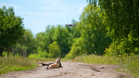 Domestic animals concept. Small dogs breeds playing with drone outside. Video of funny dogs` playing. Summer nature background.