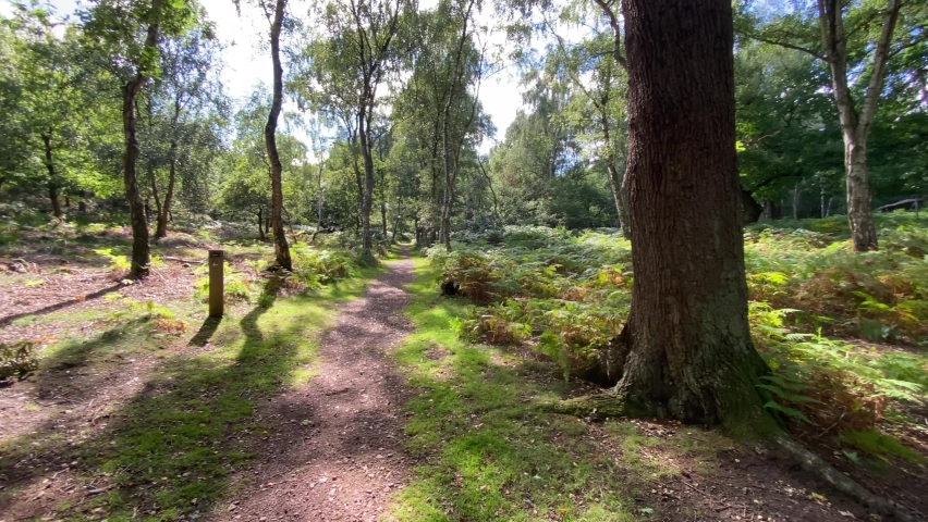 Spinning trees in forest nature Sherwood Forest