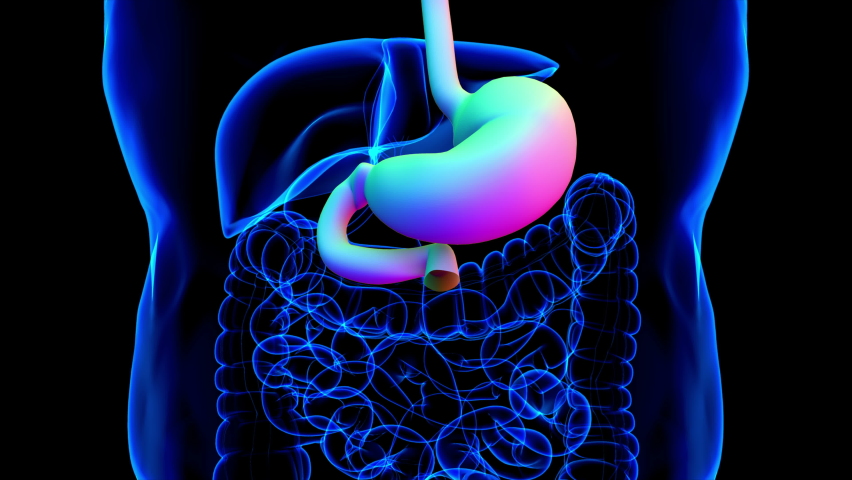 Frontal Muscle Anatomy Stock Video Footage 4K and HD Video Clips