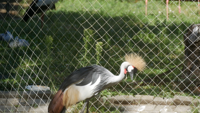 Beautiful bird crowned crane Balearica pavonina with an interesting tufted head at the zoo.