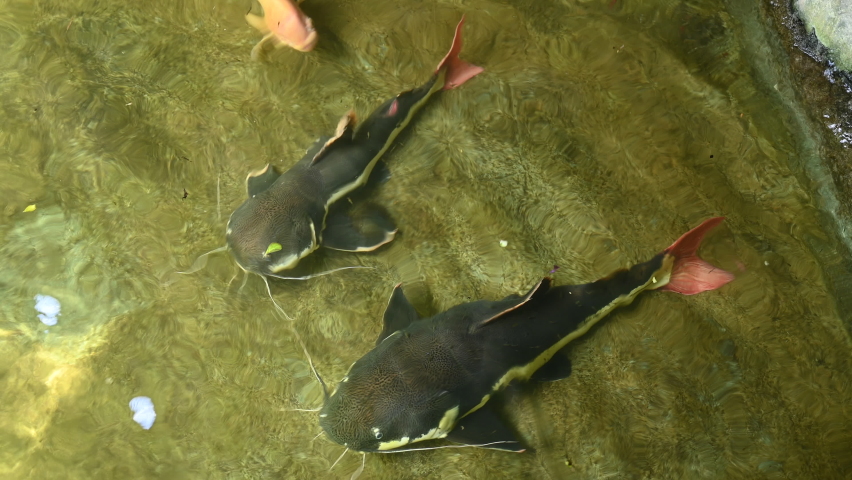 Giant Catfish Four Feet Long with Red Tail at Bottom of Water, 4K