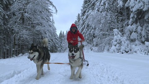 Husky dogs dragging a man on a sled, snow falling on them, on a cloudy, winter day, - Slow motion shot
