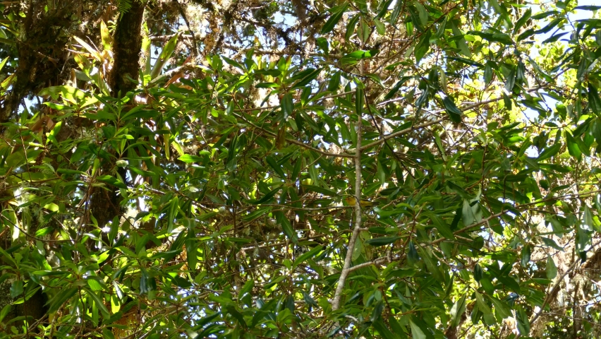 American Yellow Warbler catching food between leaves and branches in the forest. Costa Rica exotic birds