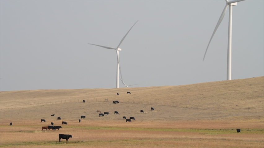 wind turbines and cattle in Wyoming prairie, late summer scenery with haze and smoke from forest wildfire
