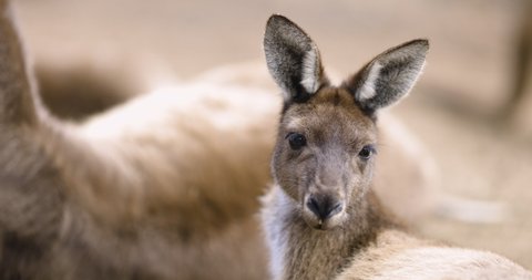 Kangaroo family relaxing together. Wild life and Tourism Australia.