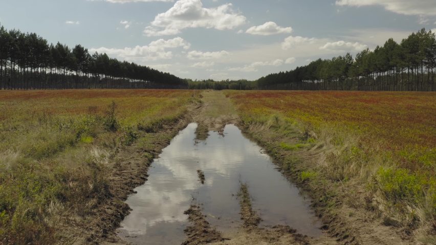 Low angle tracking shot over puddle in Blueberry field