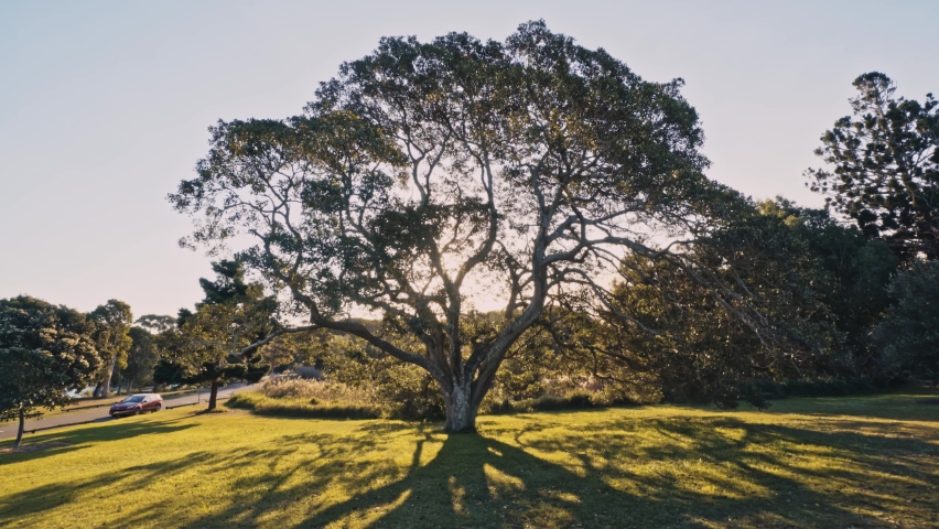 The sun light shines through the leaves of a stunning tree as a beautiful girl walks towards it in Sydney