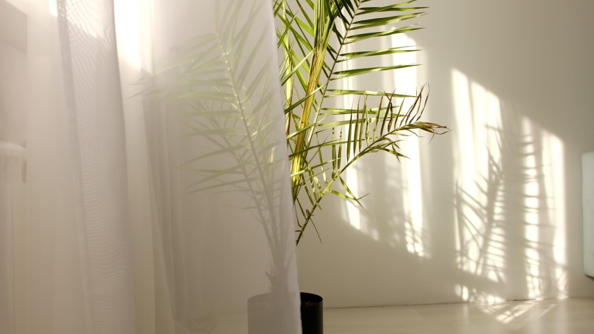 Wind blows through the open window in the room. Waving white tulle near the window. Morning sun lighting the room, shadow background overlays. tropical palm tree in the room | Shutterstock HD Video #1059113159